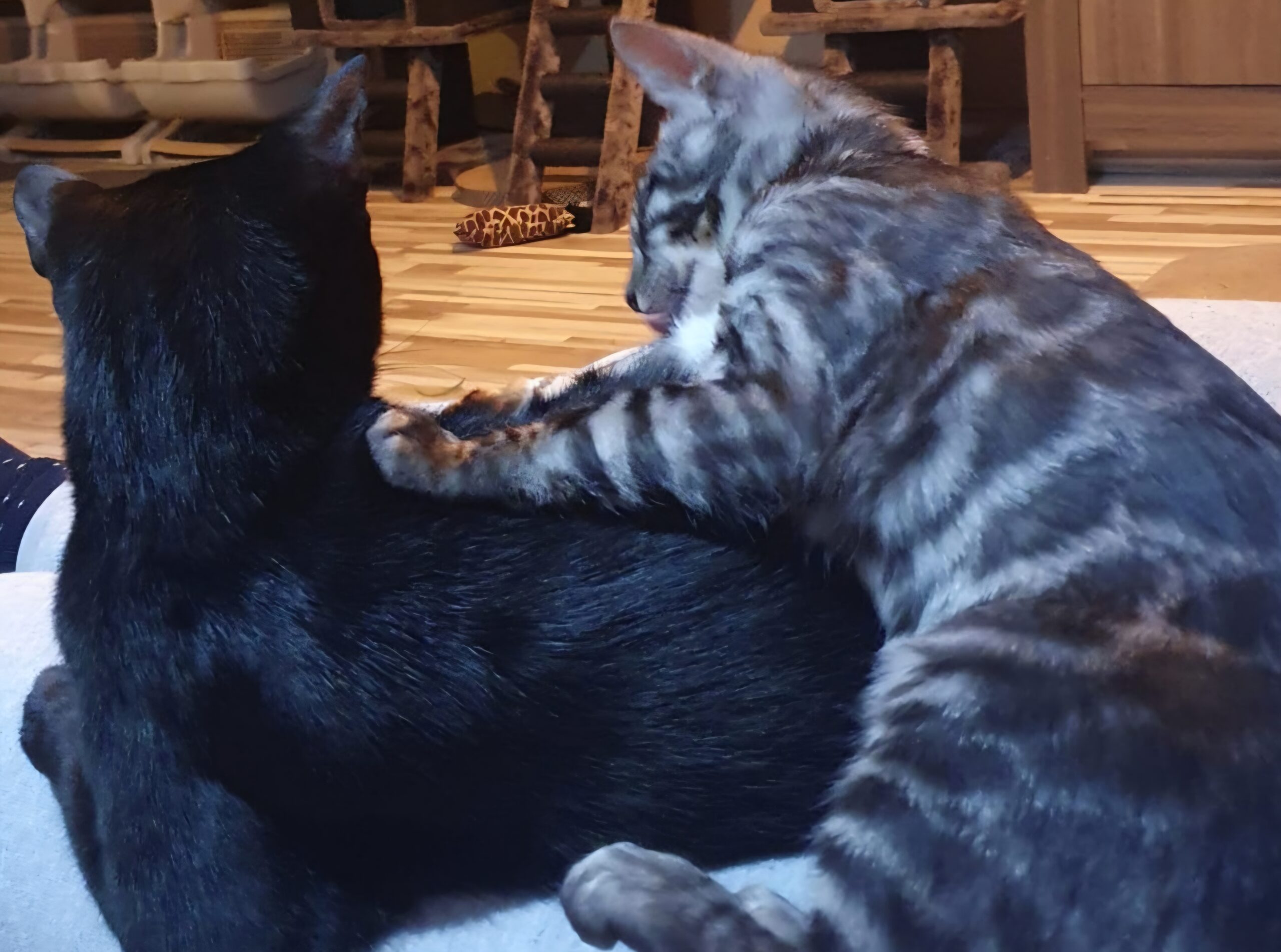 Overige kleuren van de Bengaal